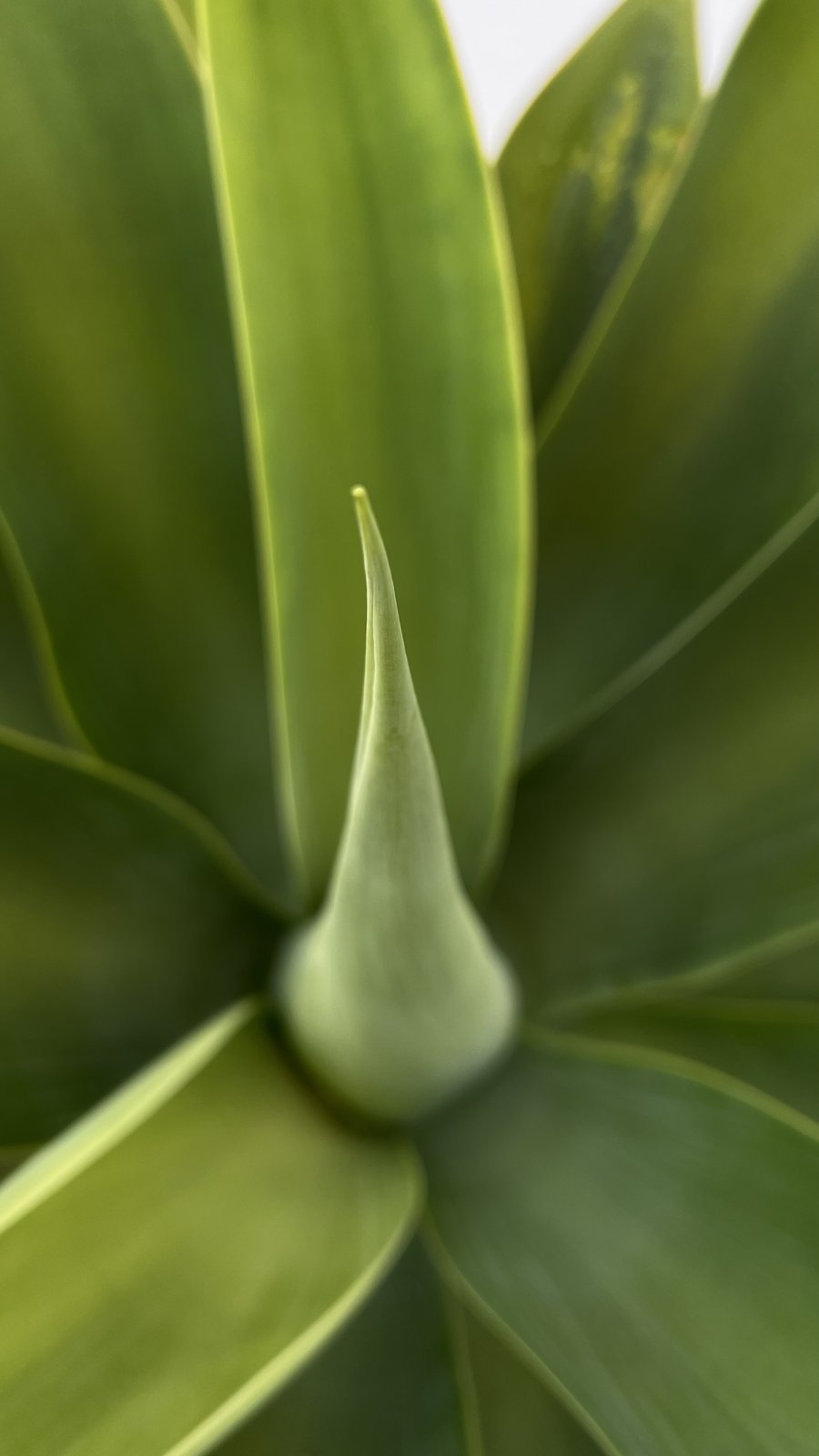 Agave — the new spear at center