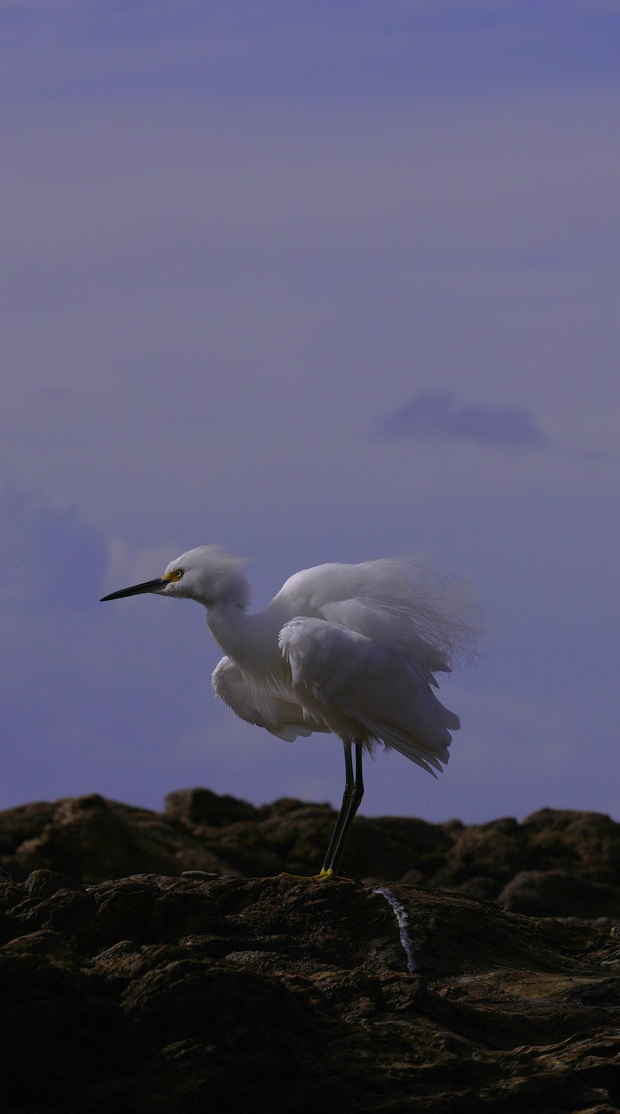Snowy egret at dusk