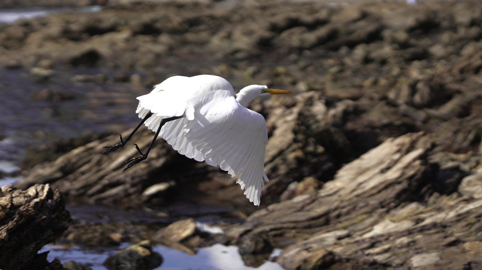 Great egret taking flight