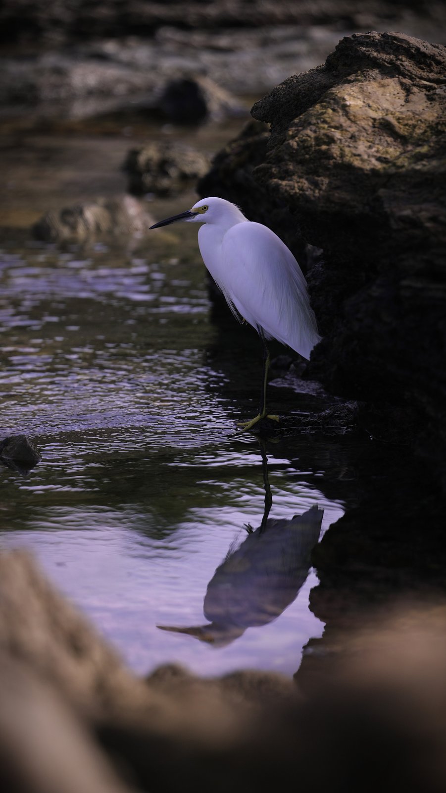 Snowy egret and its reflection