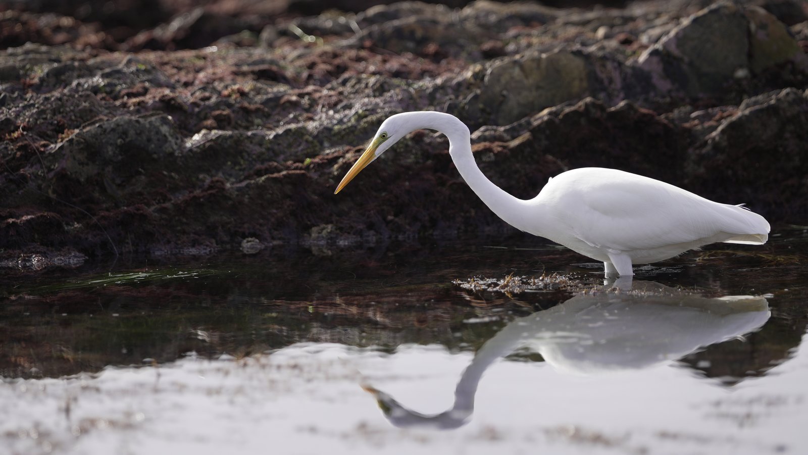 Great egret wading