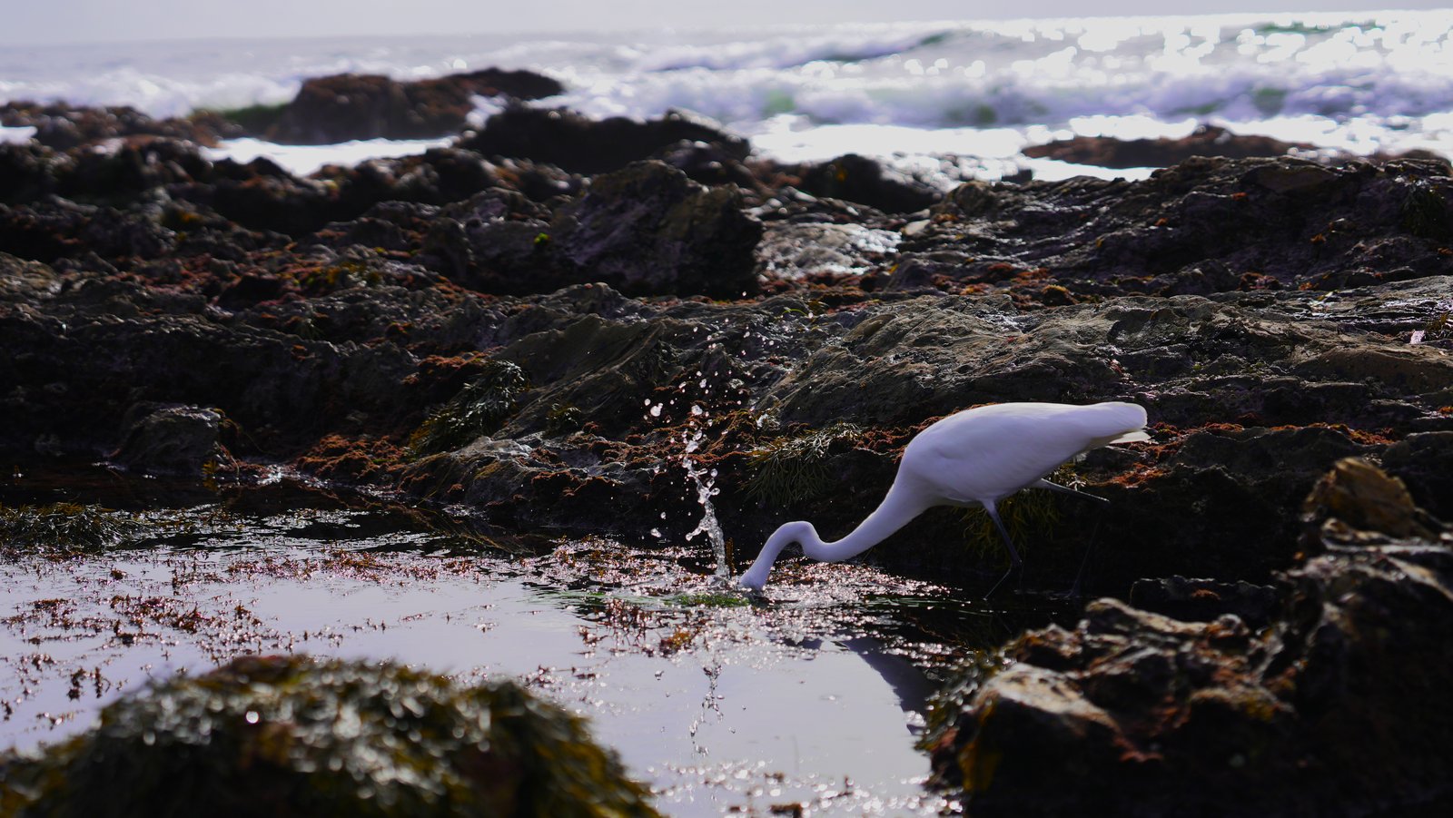 Foraging on the rocks