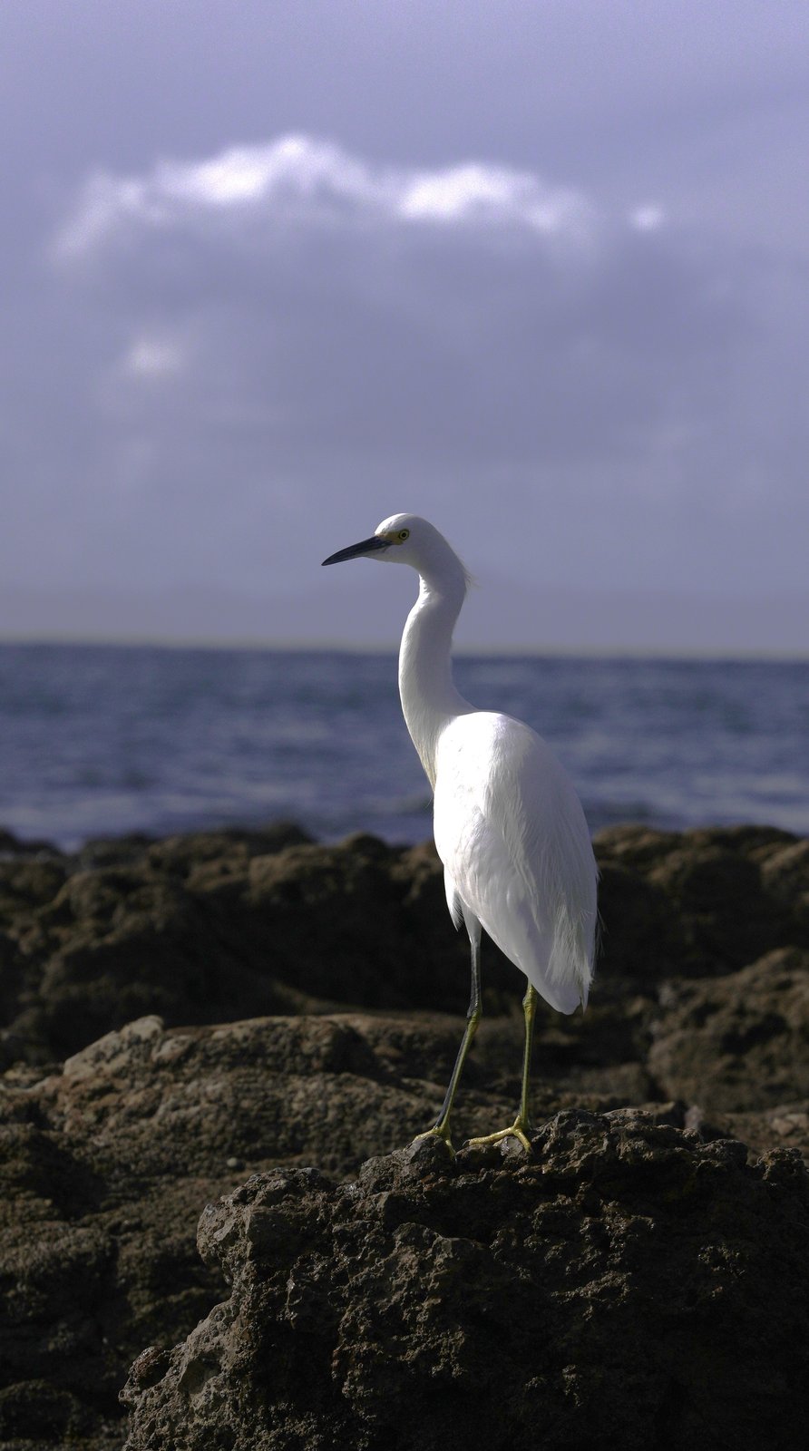 Snowy egret by the sea