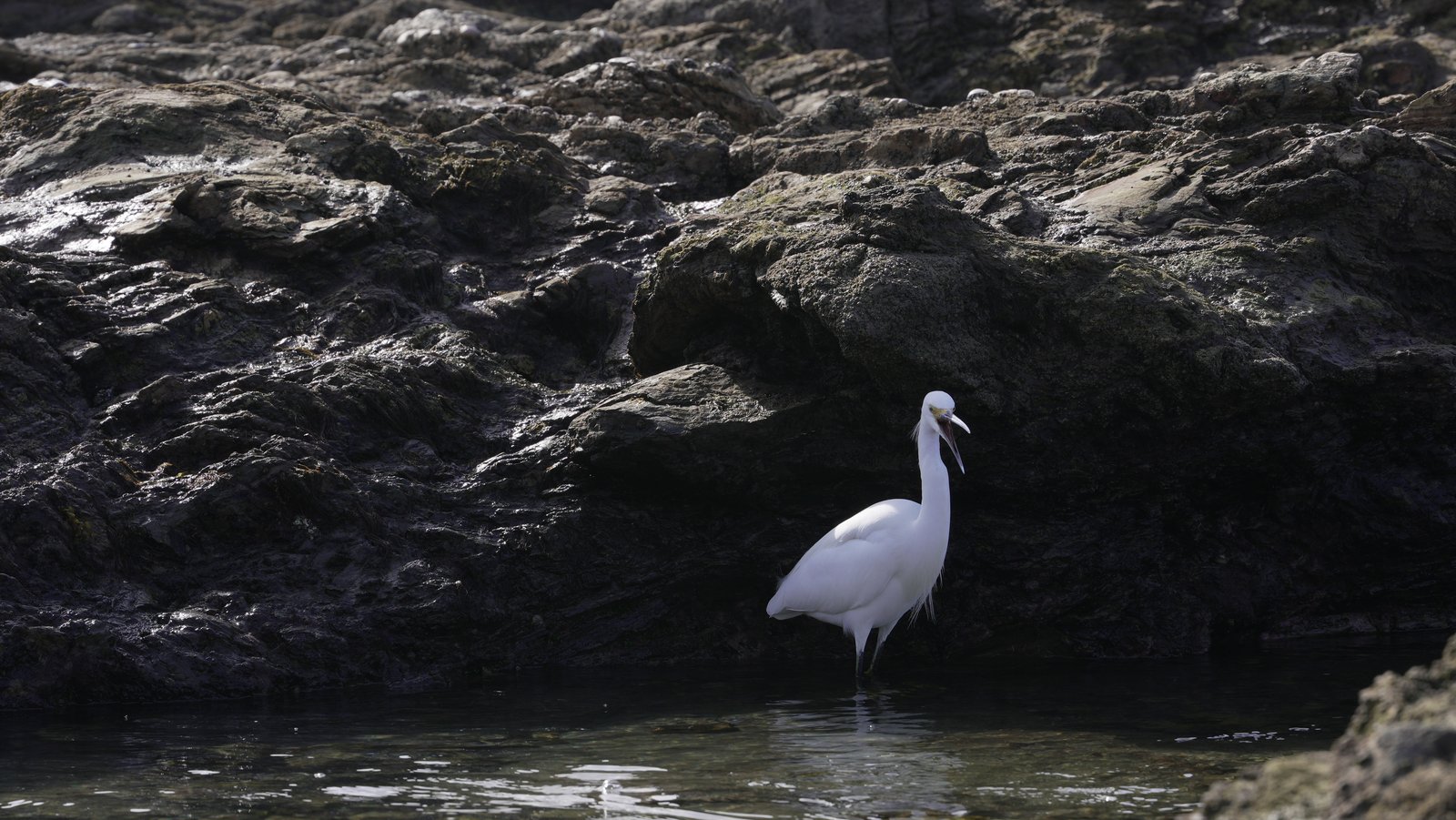 A call in the tide pool
