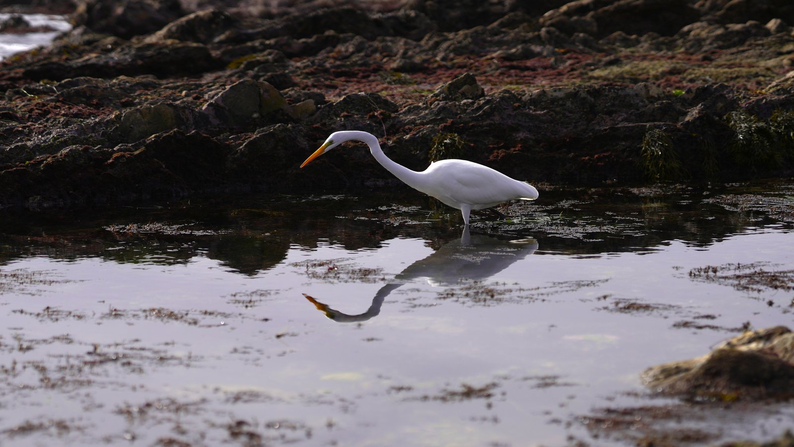 Great egret hunting
