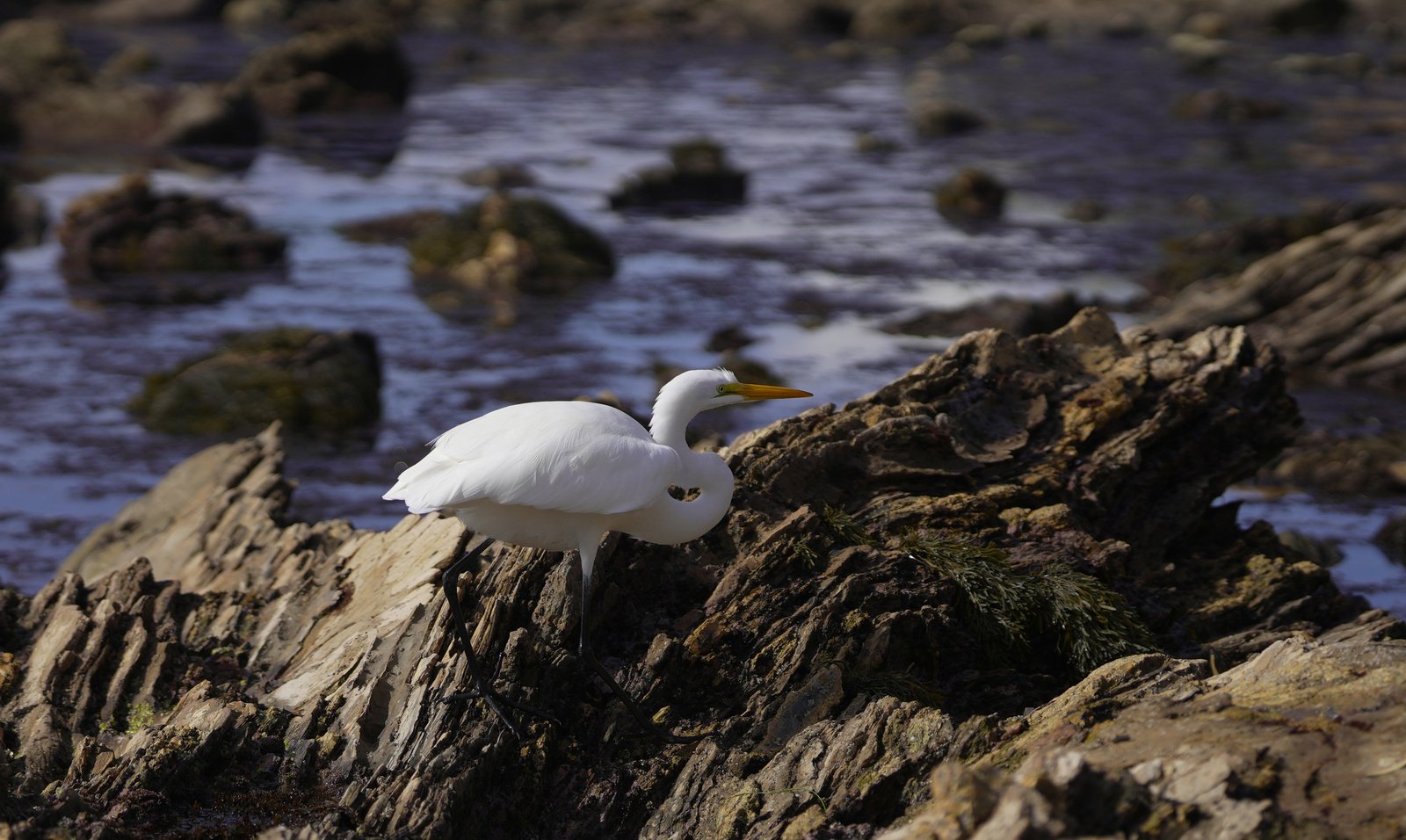Striding the rocks