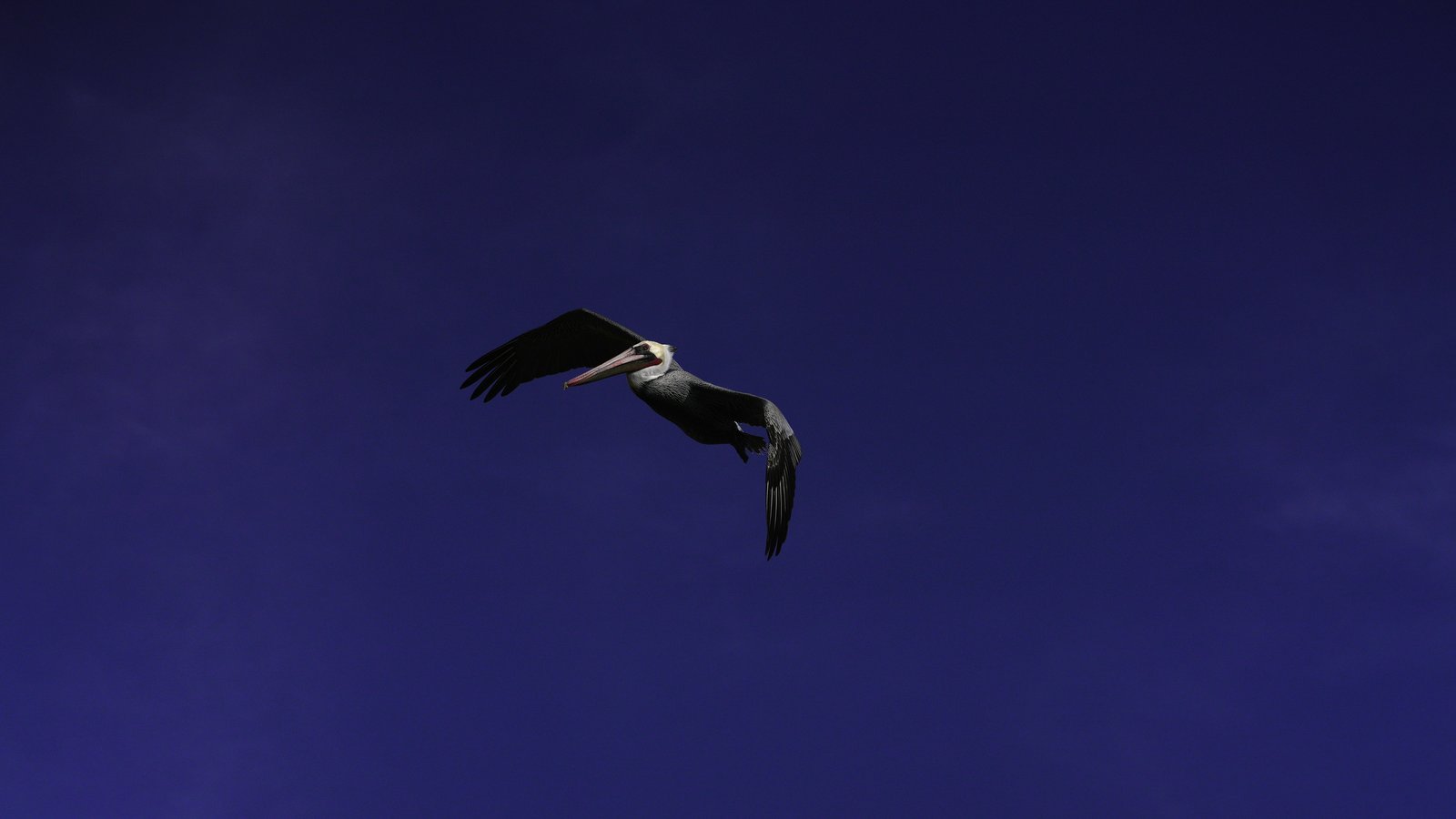 Brown pelican in flight