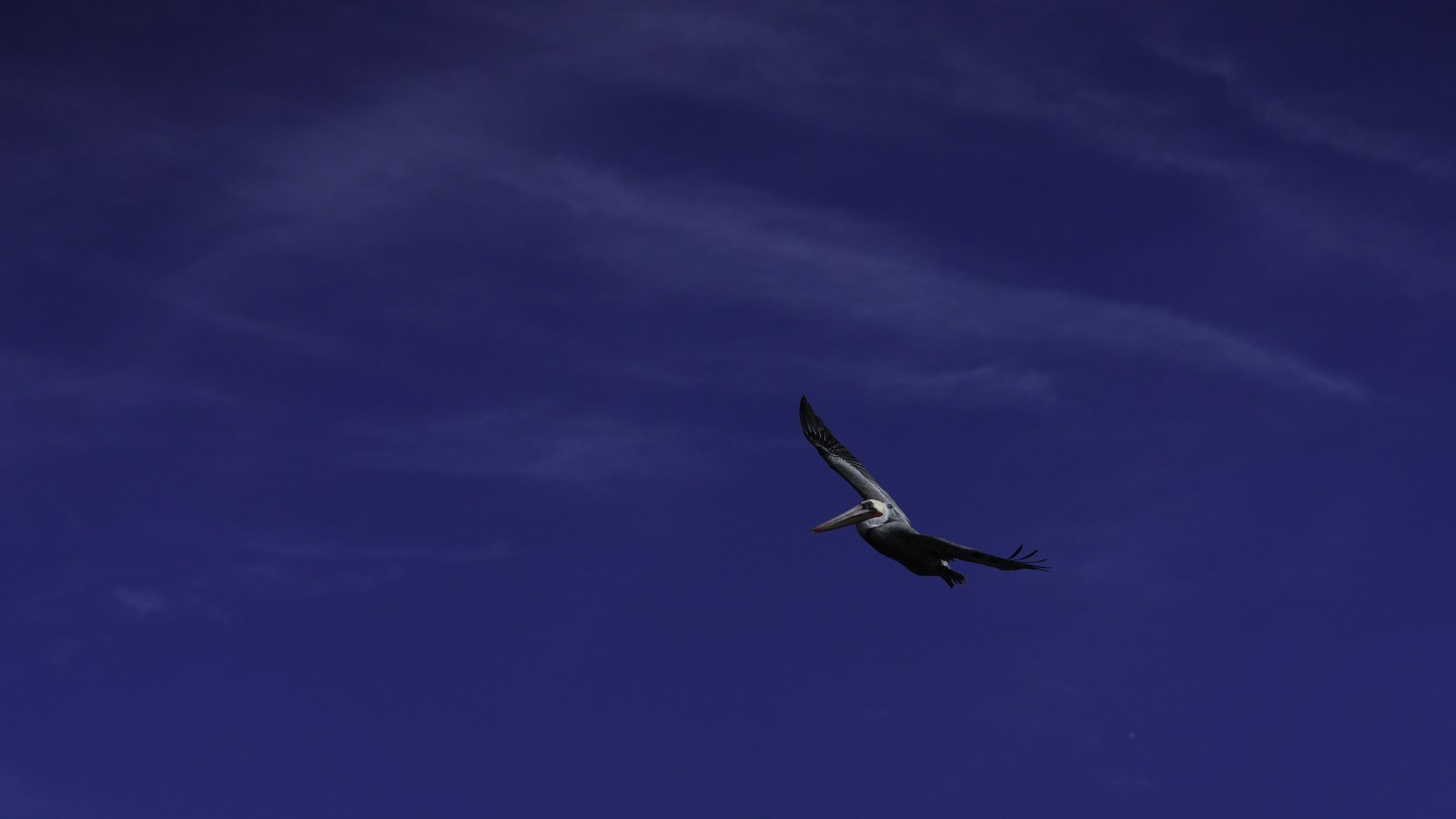 Pelican gliding