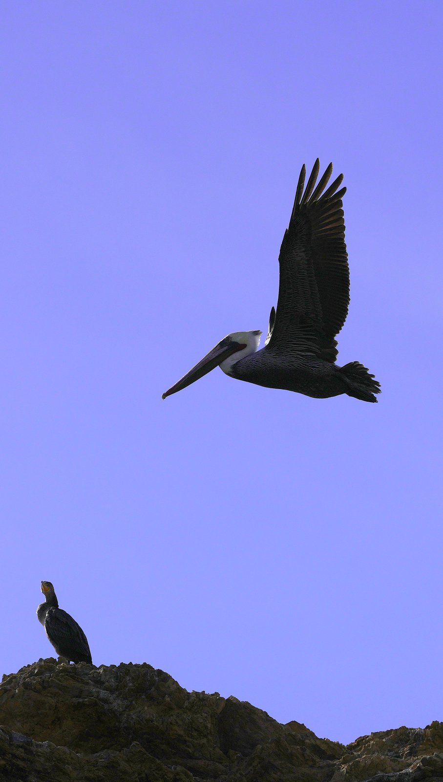 Pelican and cormorant