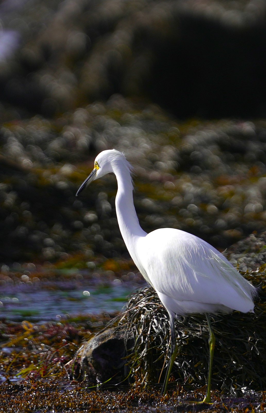 Backlit on the kelp
