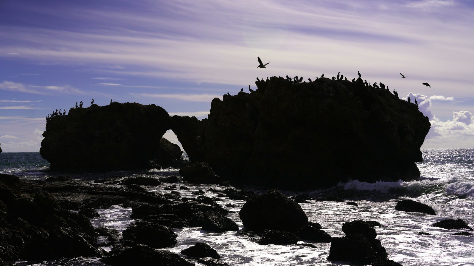 Seabird colony at the rocks