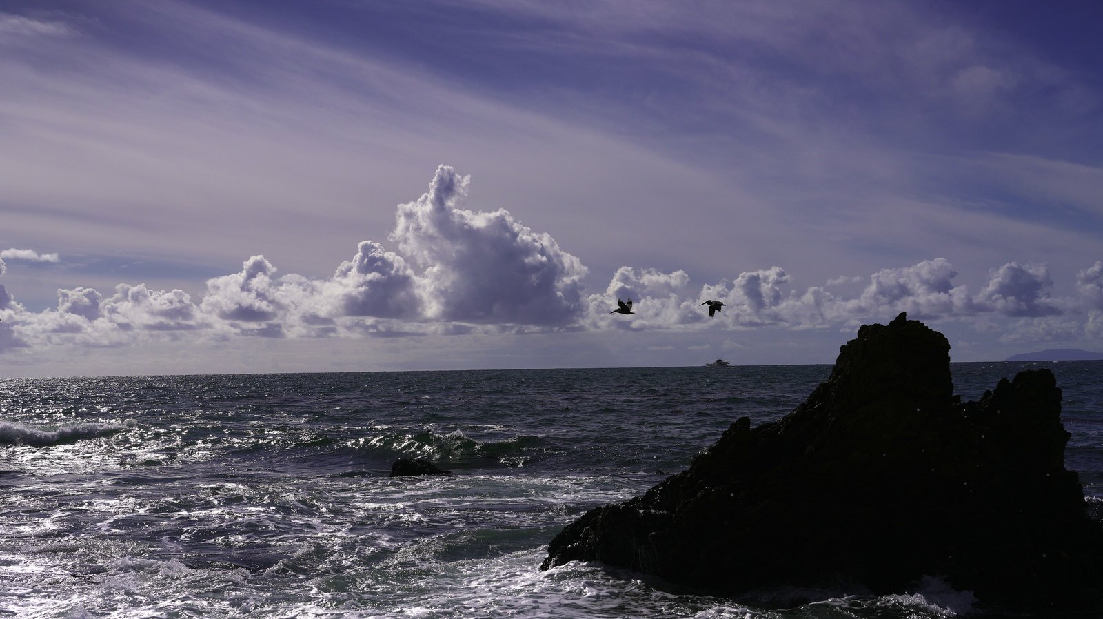 Pelicans over the coast