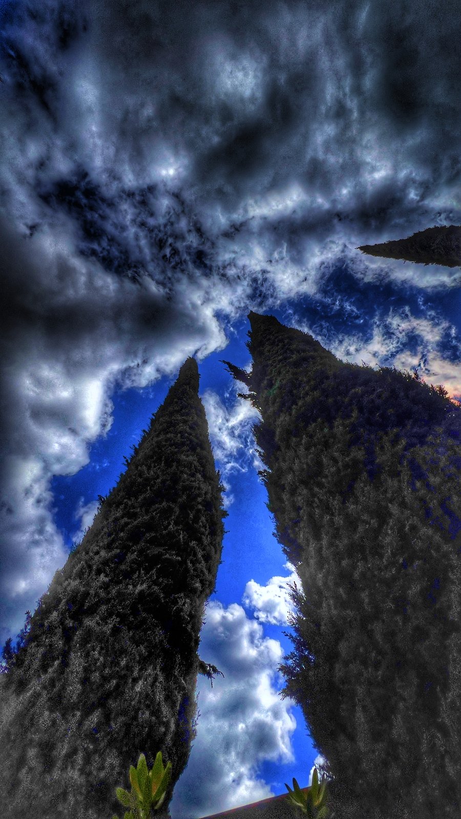 Cypress trees against a turning sky