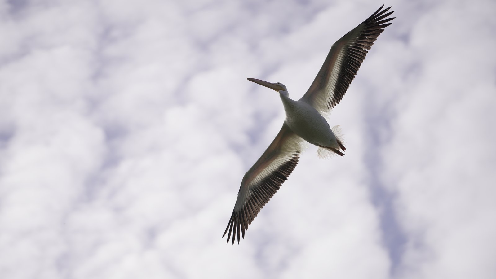 American white pelican in flight