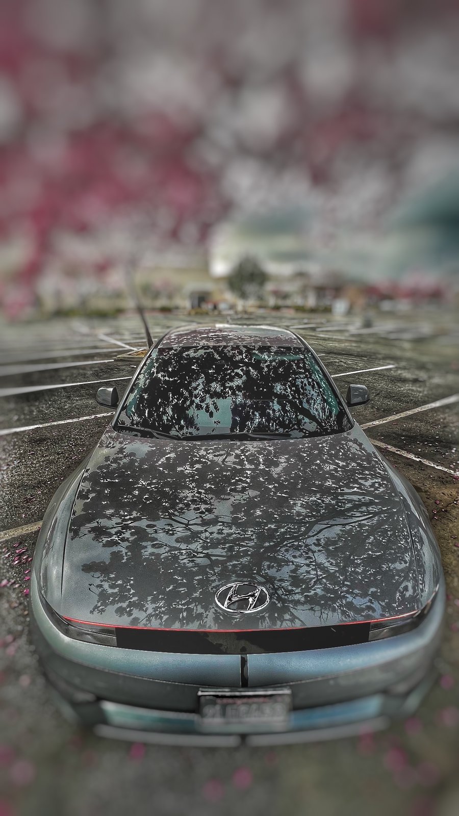 Blossoms mirrored on a car hood