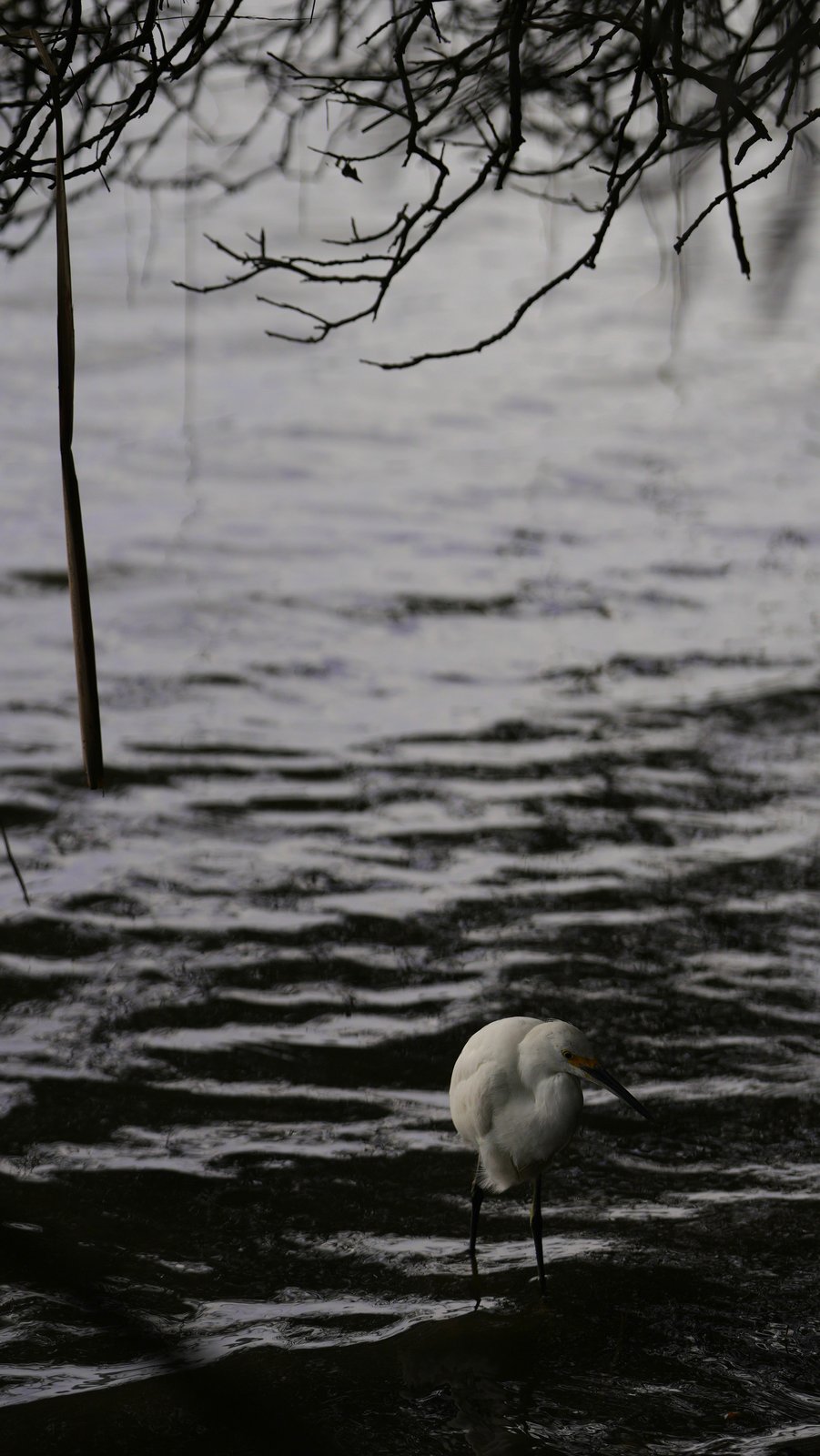 Snowy egret in still water